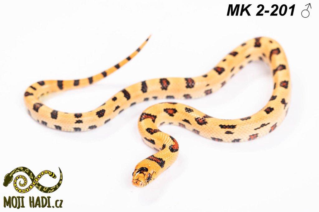 MAGMAKING - korálovka - Lampropeltis