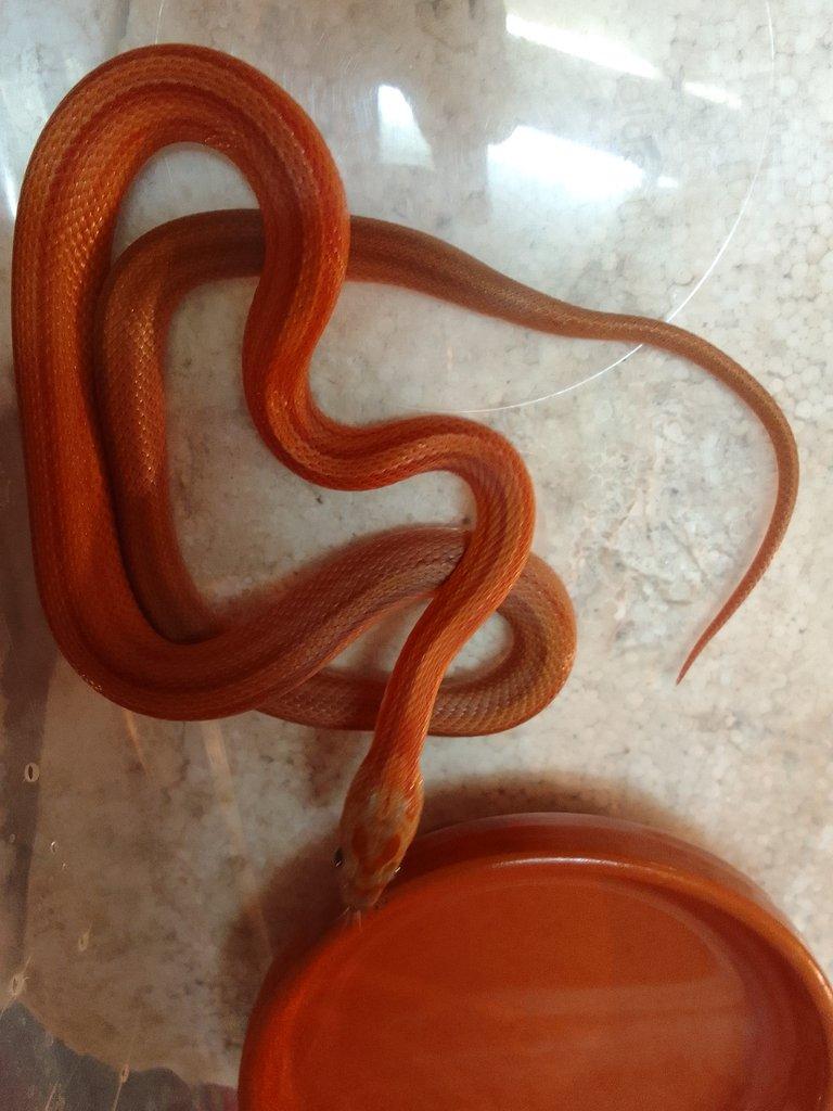 Bloodred striped