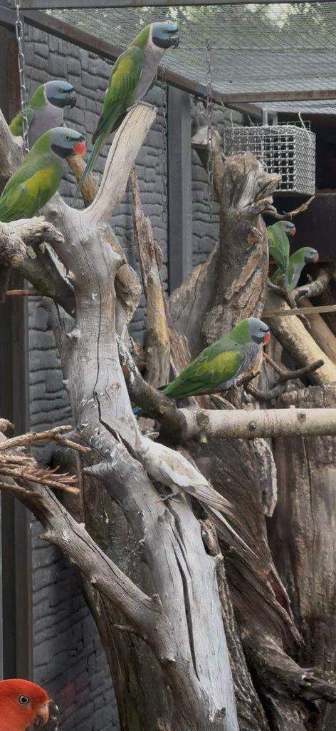 Papoušek královský 0.1 chovná samice 10let+