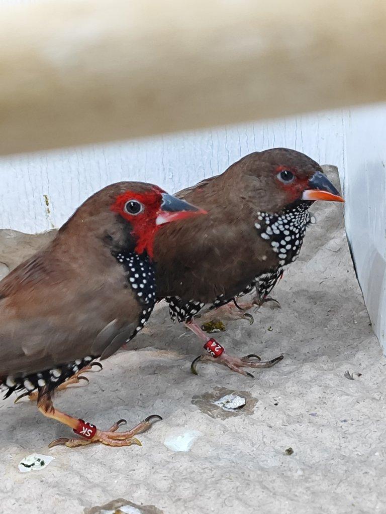 Takové ptáky koupím v Kroměříži.