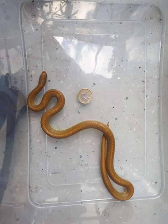 Lamprophis aurora