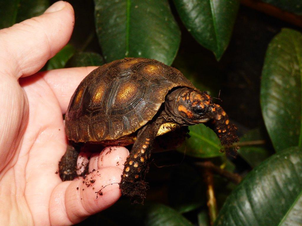 Želva uhlířská (Chelonoidis carbonaria) vlastní odchov