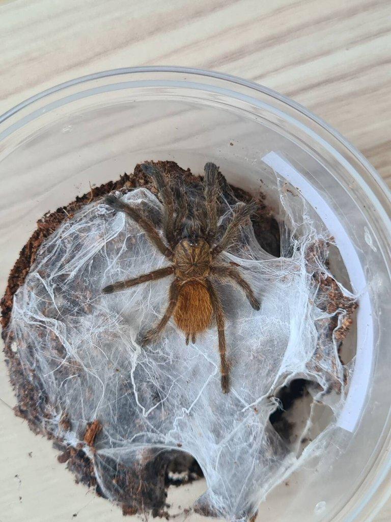 Pterinochilus murinus usambara