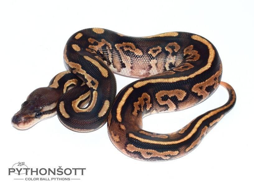 MLÁĎATA KRAJTY KRÁLOVSKÉ (Python regius)