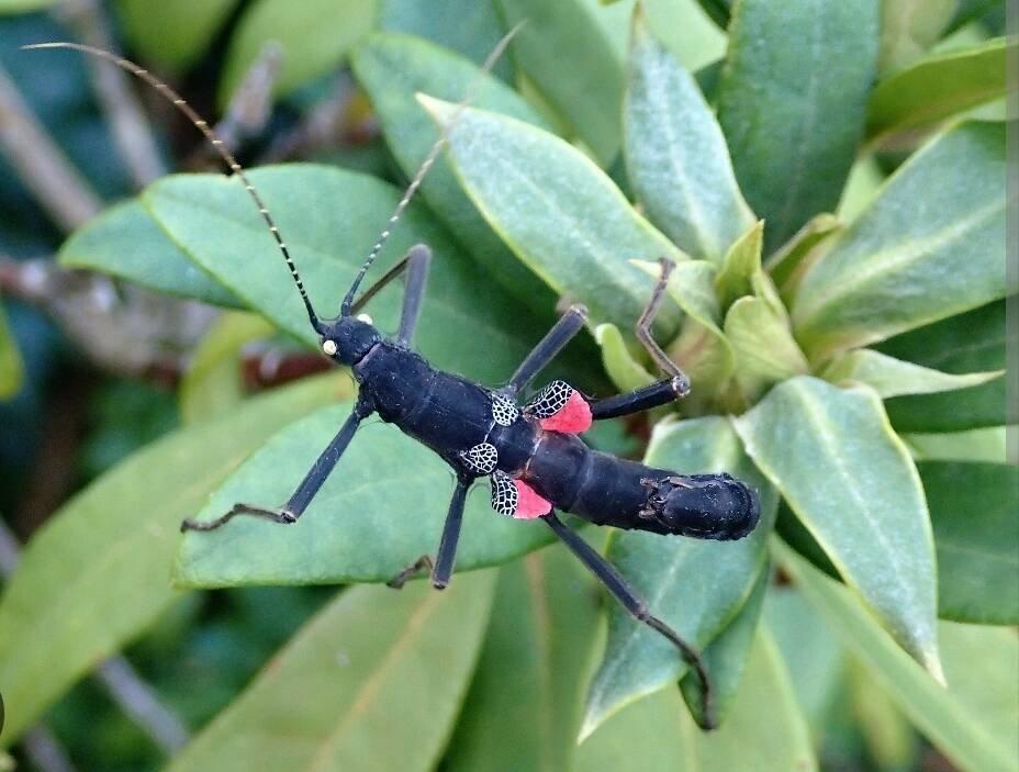 Strašilky a Pakobylky