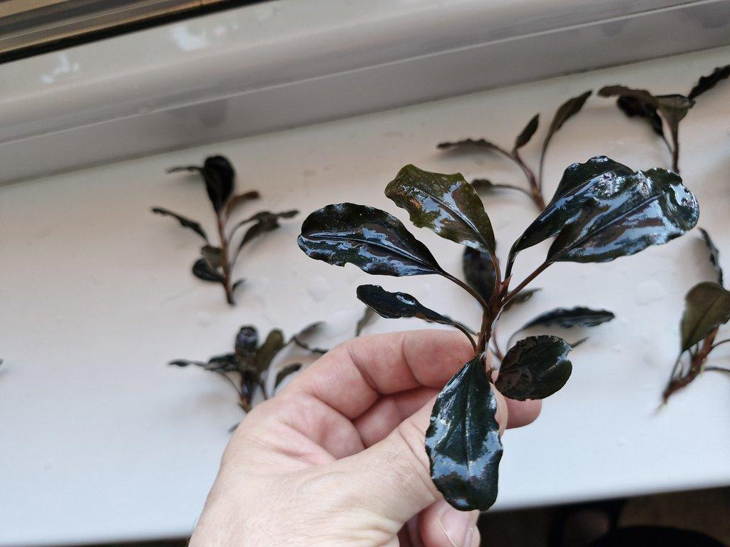 Becephalandra