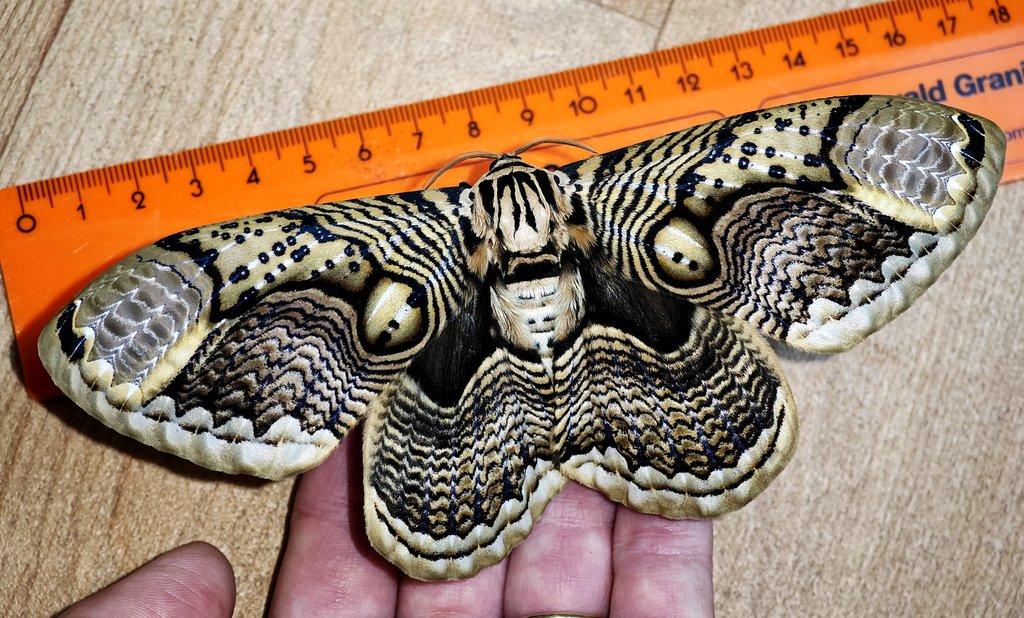 Brahmaea hearseyi vajíčka