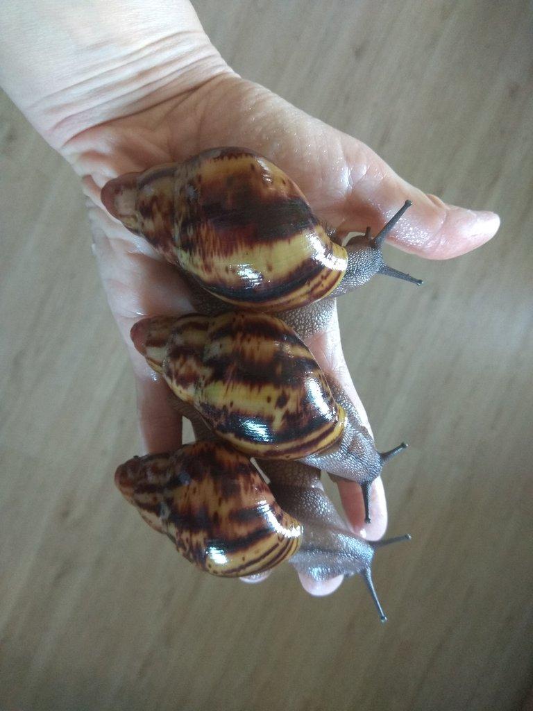 Africký šnek Archachatina Marginata Suturalis dark body