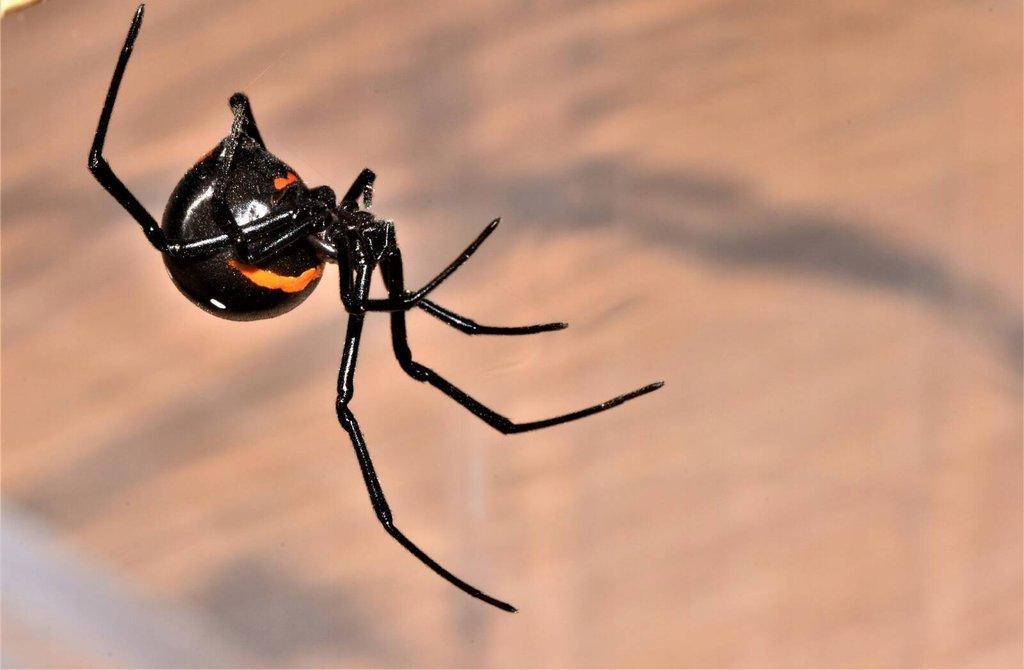 Černé vdovy - Latrodectus menavodi (Madagascar)