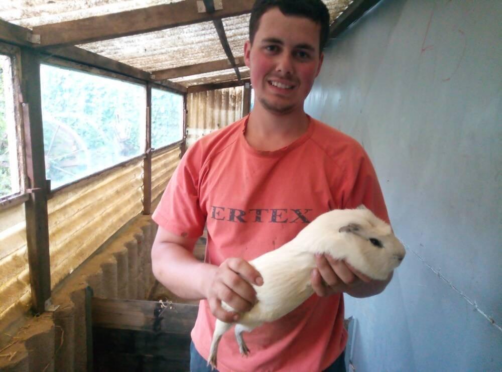Obří Cuy morčata Doležal morče cuy