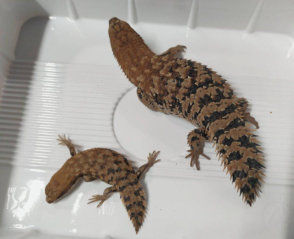 Egernia depressa
