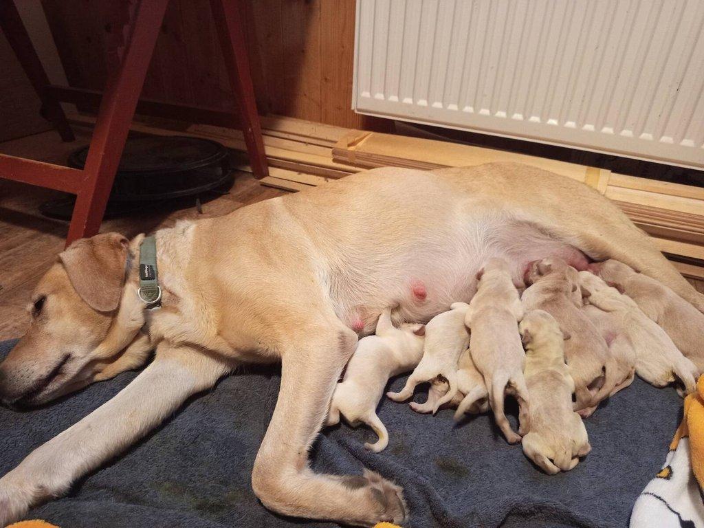 Prodám štěně labradora