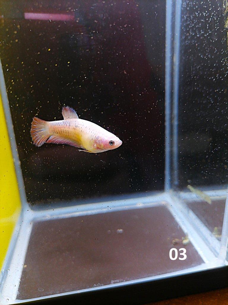 Betta Splendens - Samci