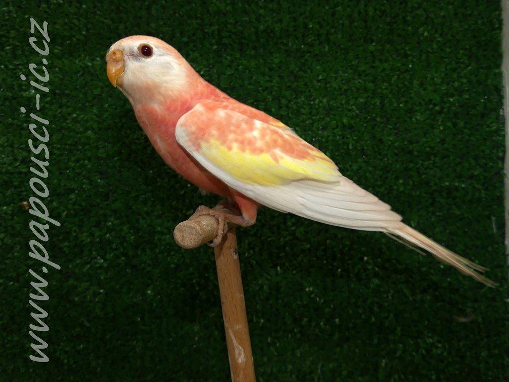 Neoféma Bourek - rubino