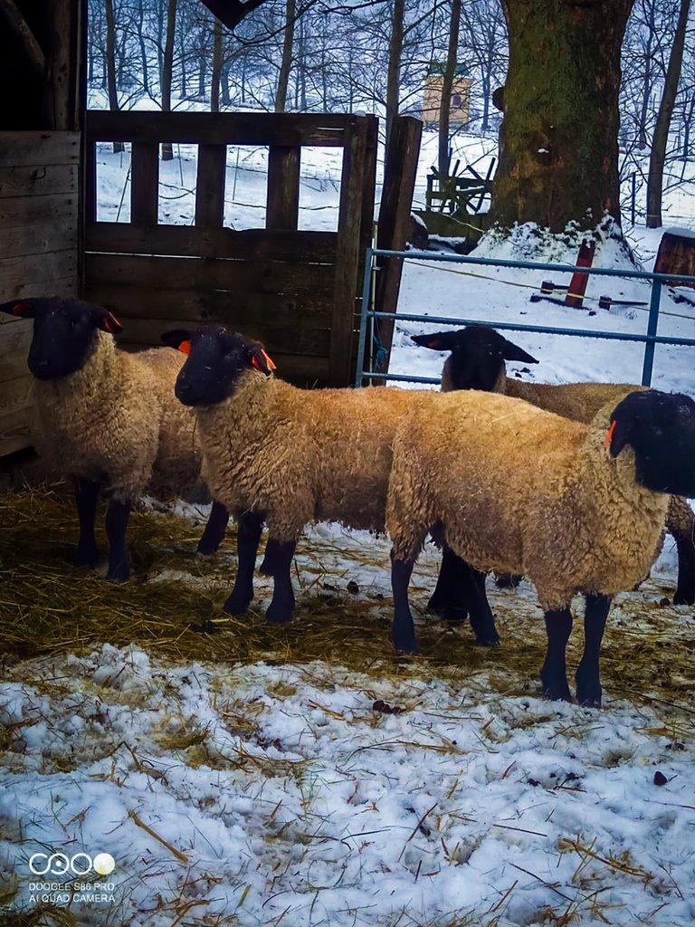 Plemenní berani Suffolk