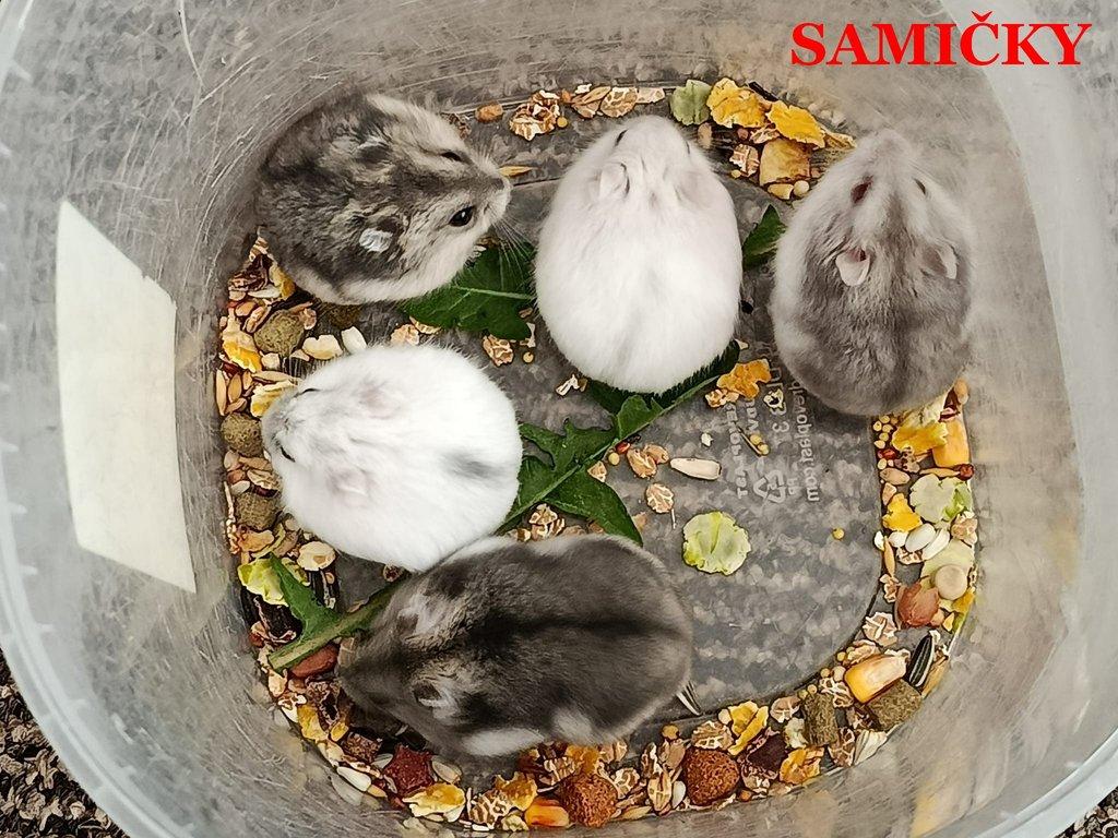 Křečík džungarský