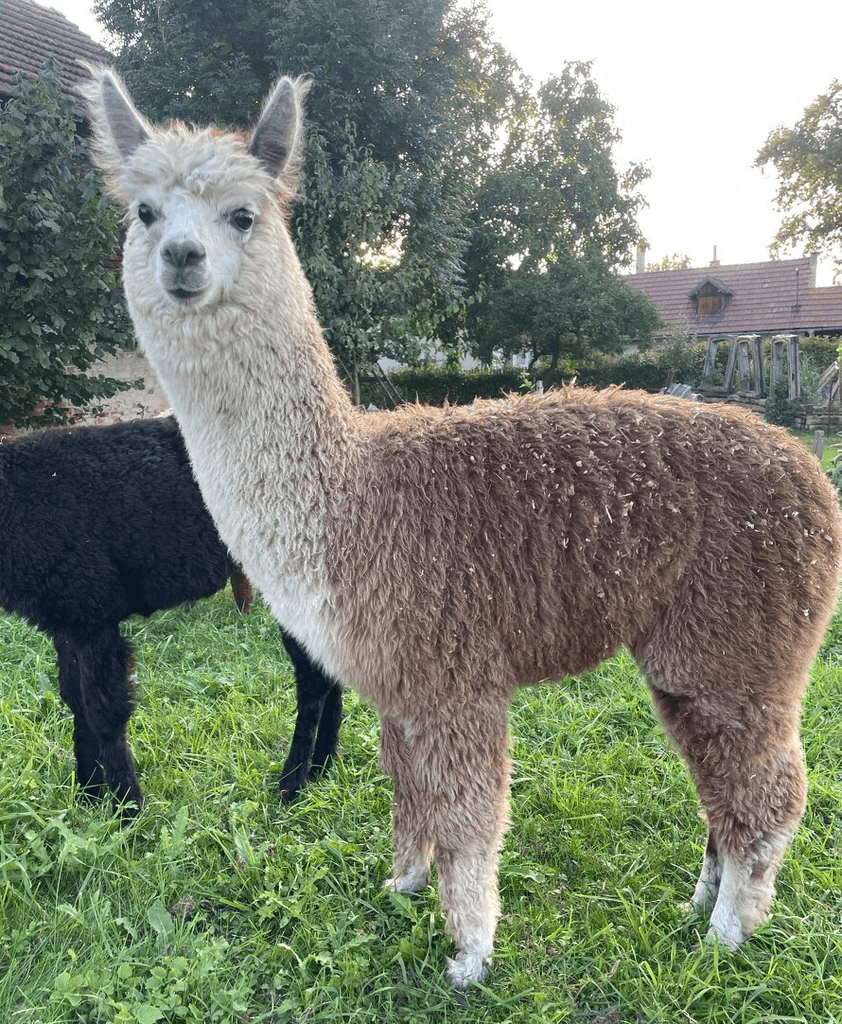 Lama alpaka - mláďata