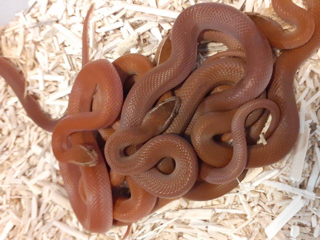 Boaedon fuliginosus  RED KENYA
