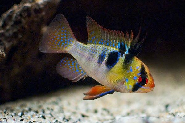 Mikrogeophagus ramirezi