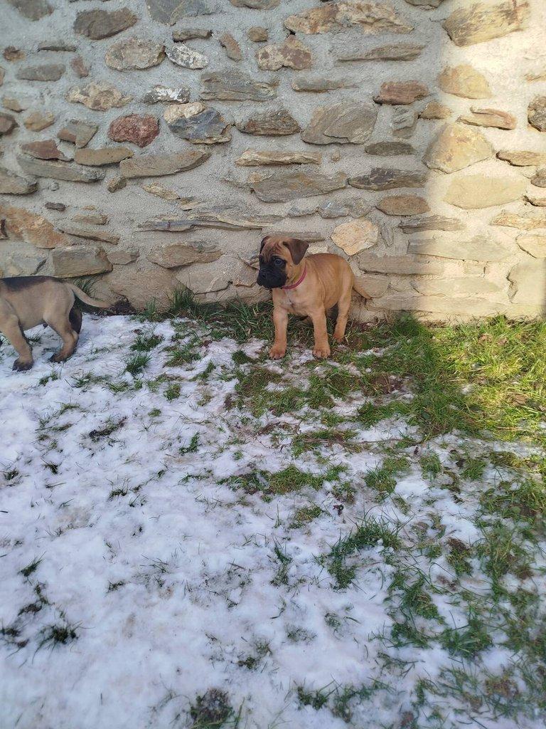štěňata bullmastiff  bullmastIF