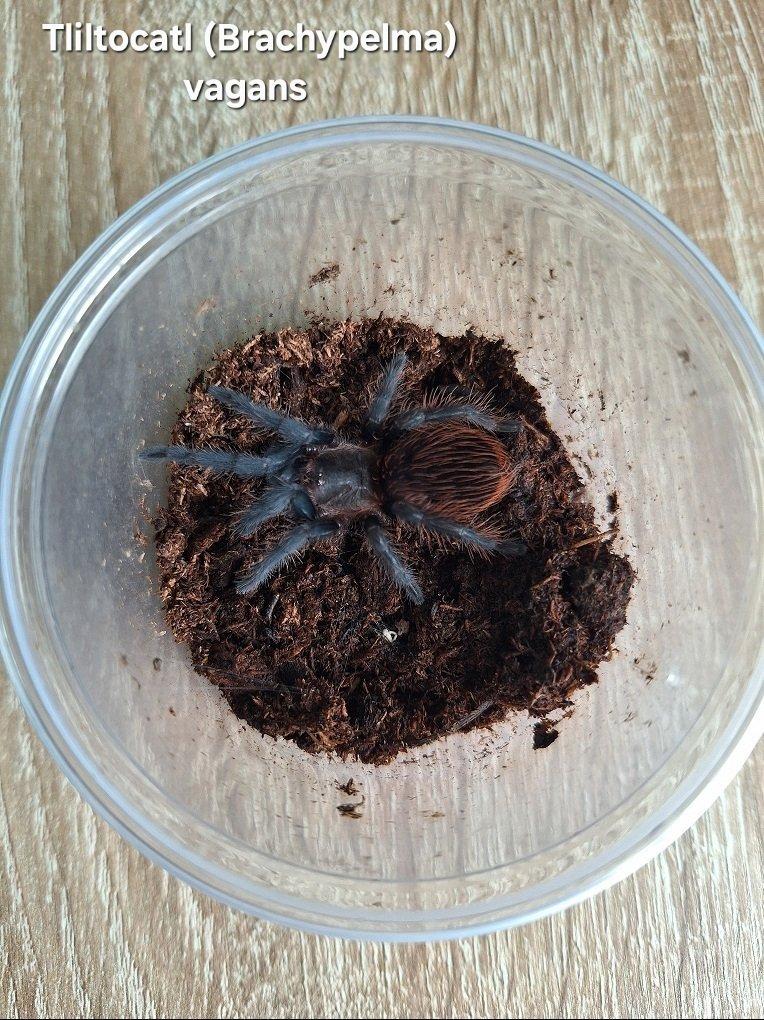 Sklípkani - Aquatera Kroměříž 8.3 + zasílám 🕷🎁