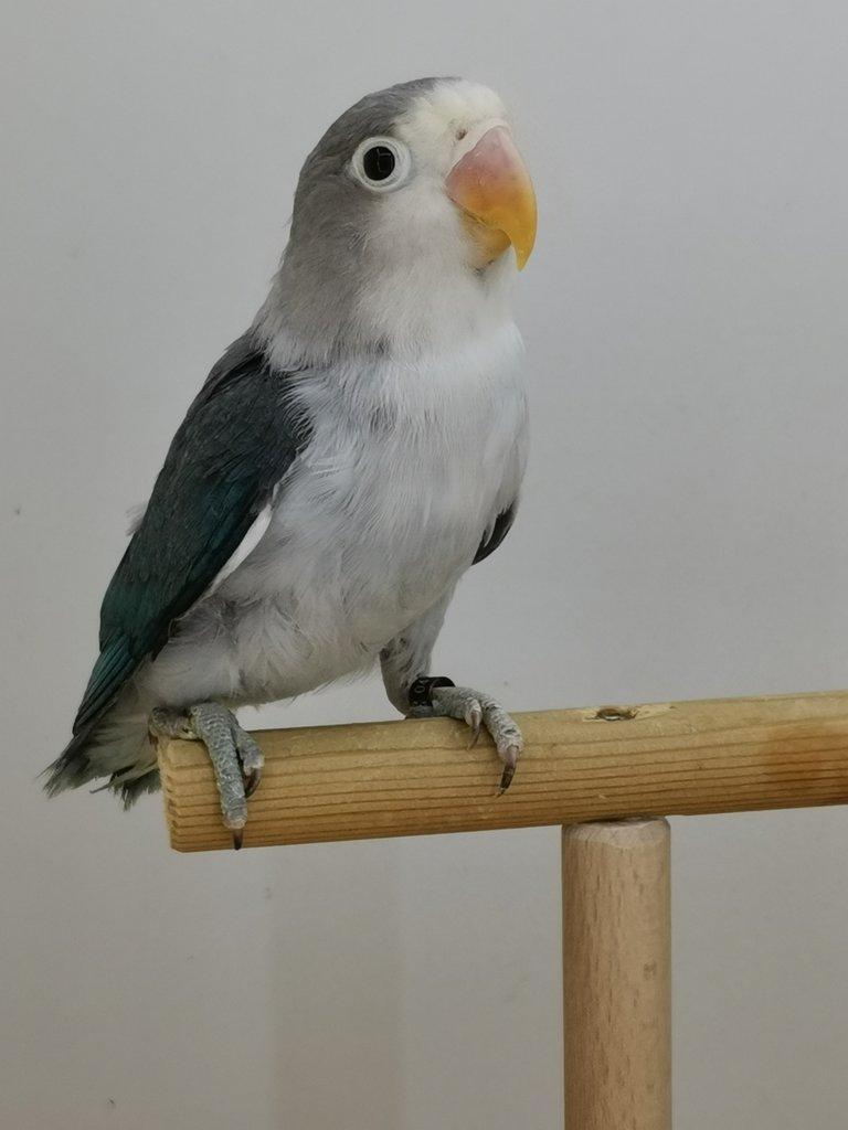 Agapornis