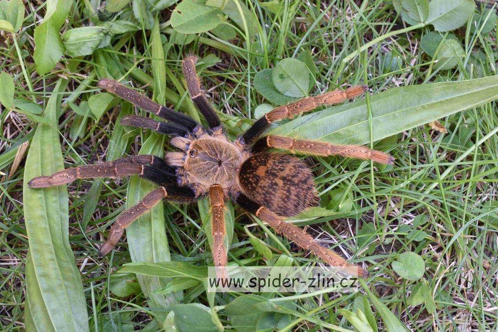 Samice P. victori, D.pentaloris, A. rufus, B. simoroxigorum a mnoho dalších zajimavých sklípkanů