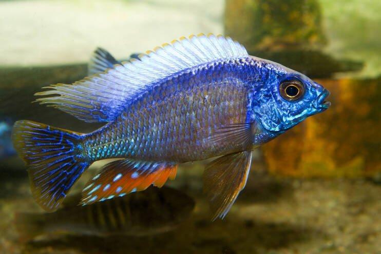 Protomelas steveni Taiwan Reef