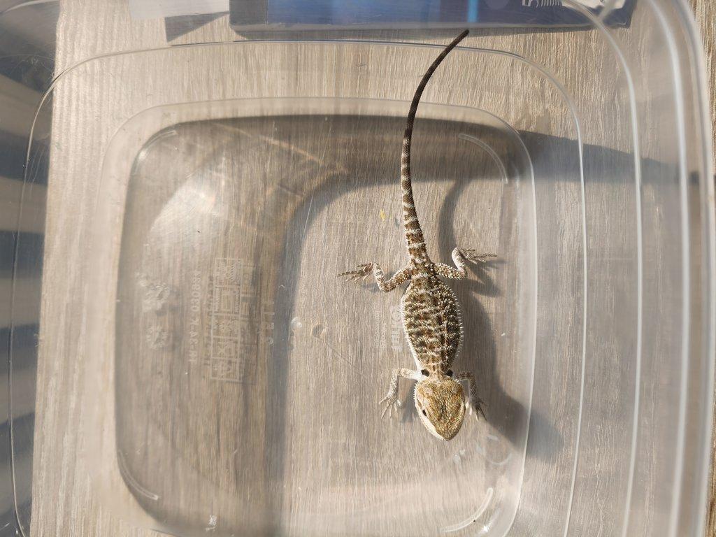 Agama vousatá - Hypo het zero