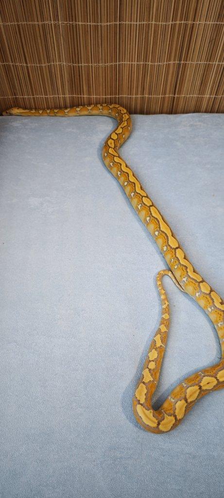 Krajta Mřížkovaná