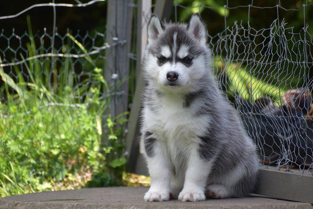 Sibiřský husky s PP - Štěně