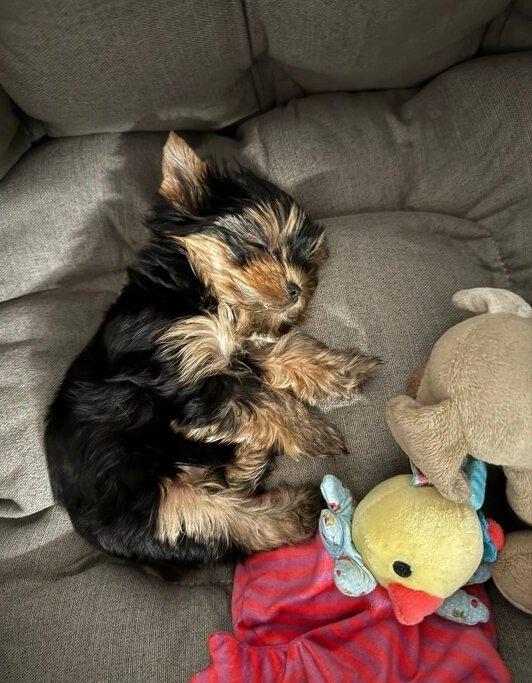 Štěňata yorkšírských teriérů s PP