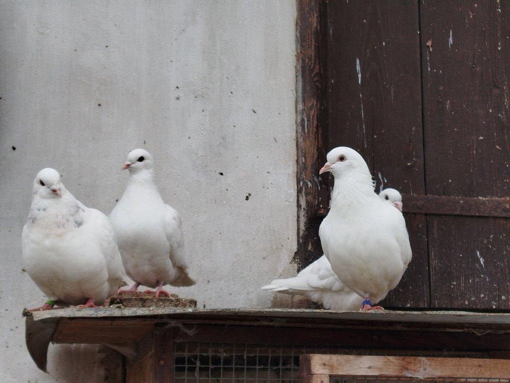 Prodám kalifornské, texan a slezský barevnohlávek