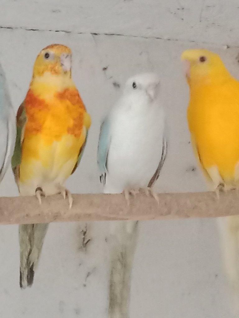 Prodám  papoušek zpěvavý