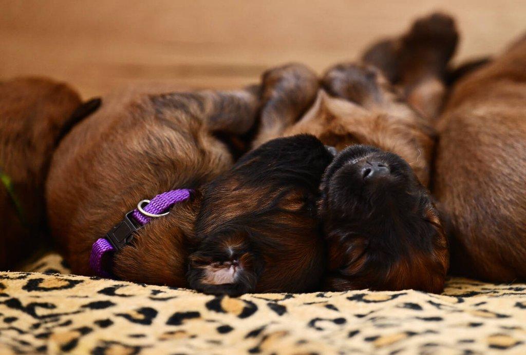Briard - plavá štěňata
