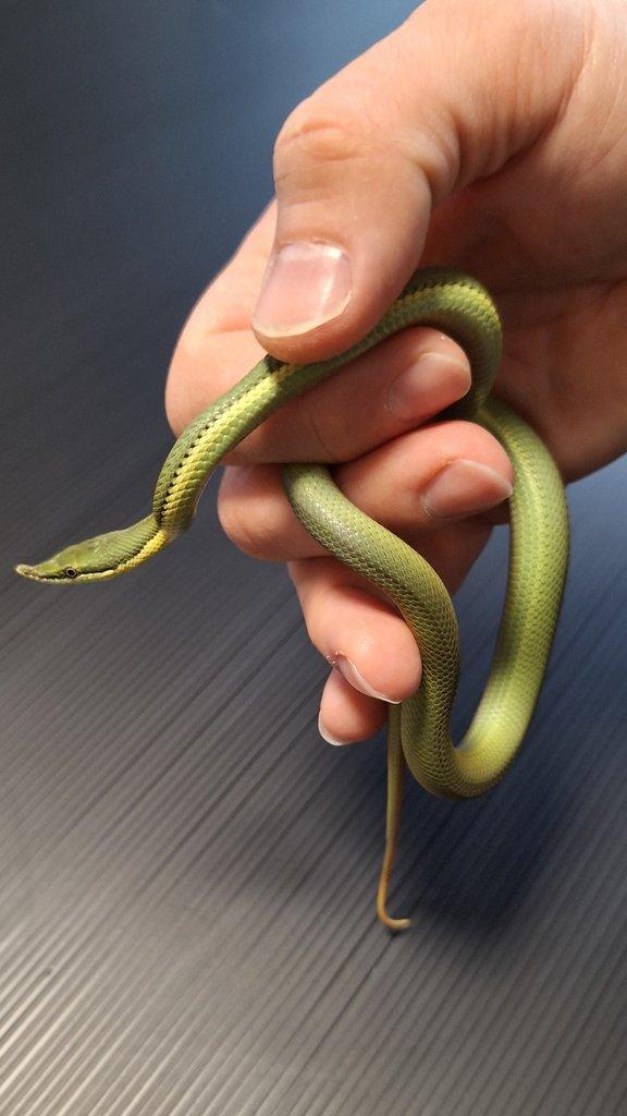 Philodryas baroni 4,3