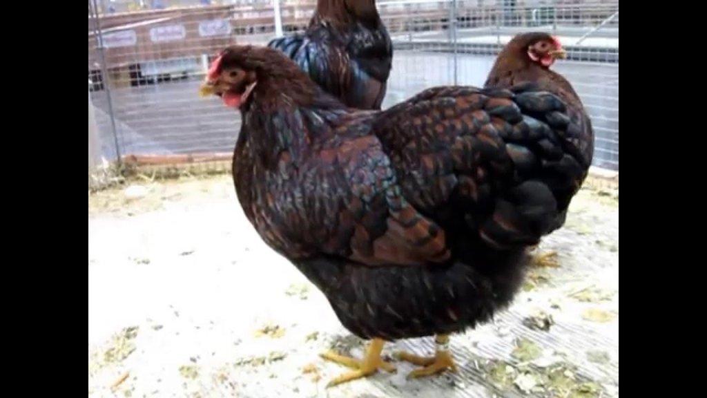 Násadová vajíčka Wyandotky zdrobnělé 24 barev