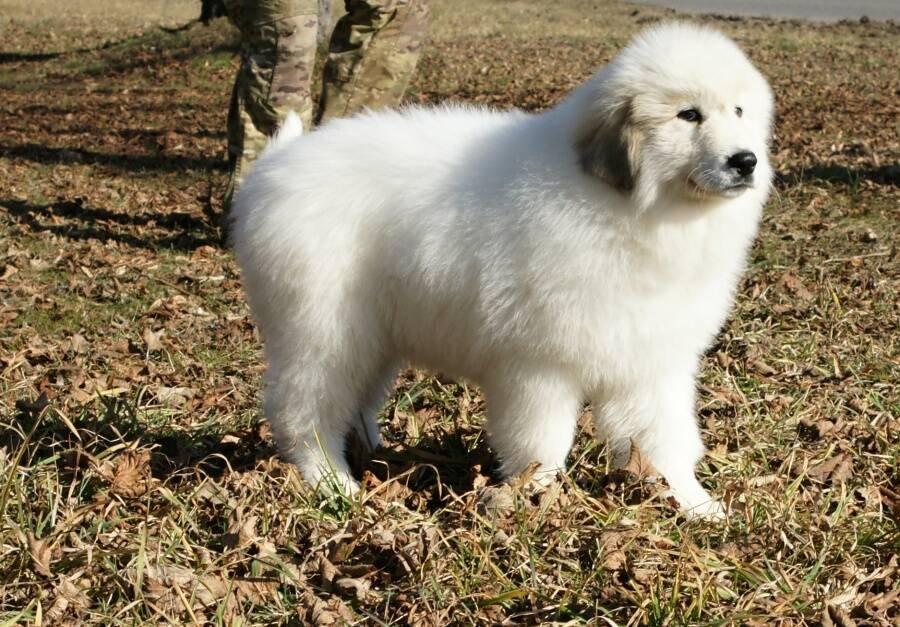 Pyrenejský horský pes chlupáči