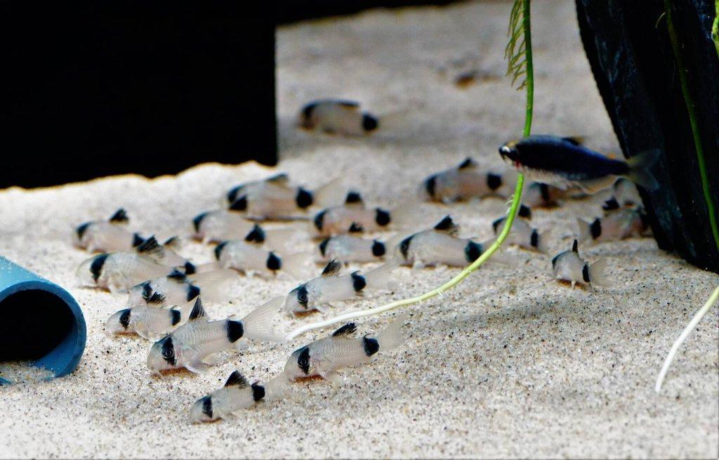 Corydoras Panda - Pancéřníček panda
