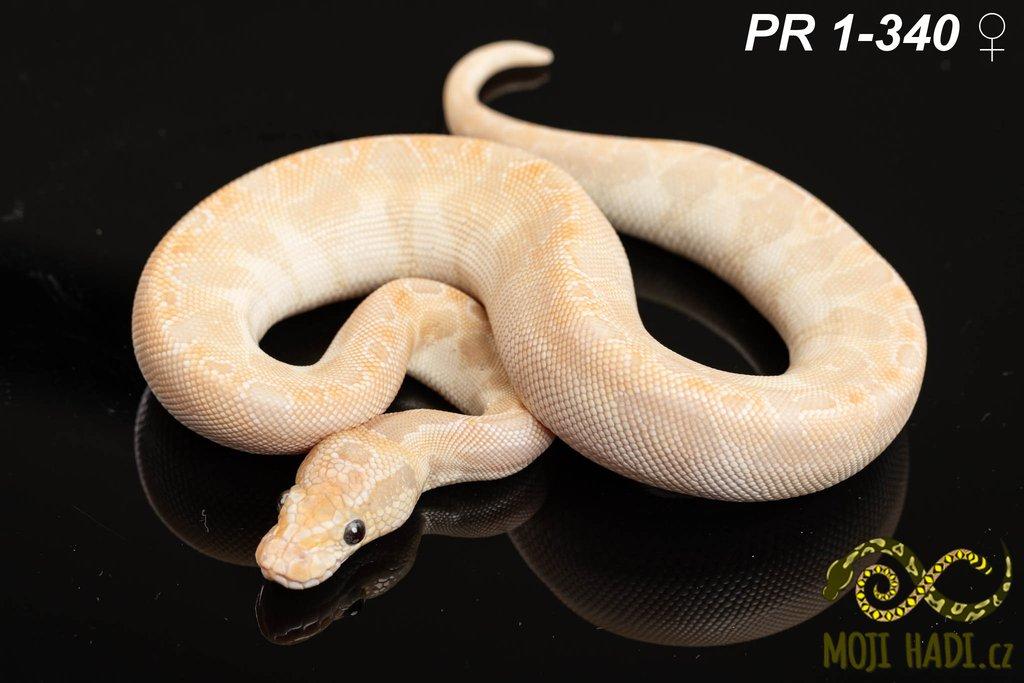 Python regius - Krajta královská
