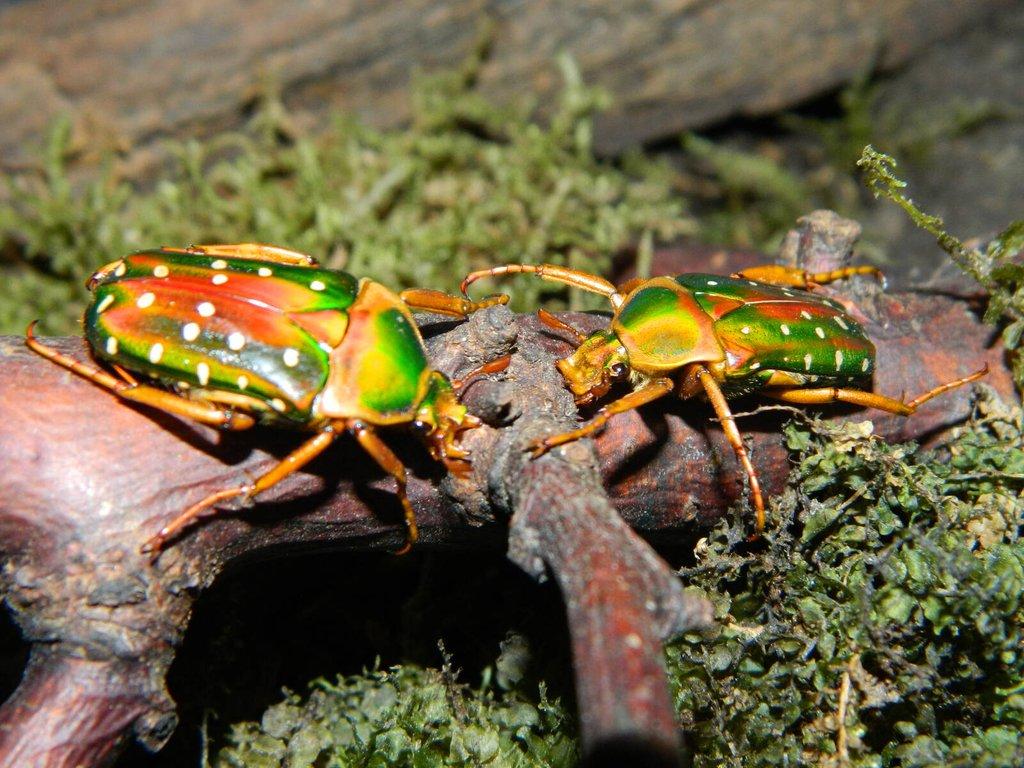 Nabídka imag a larev vybraných druhů brouků - Aktualizováno