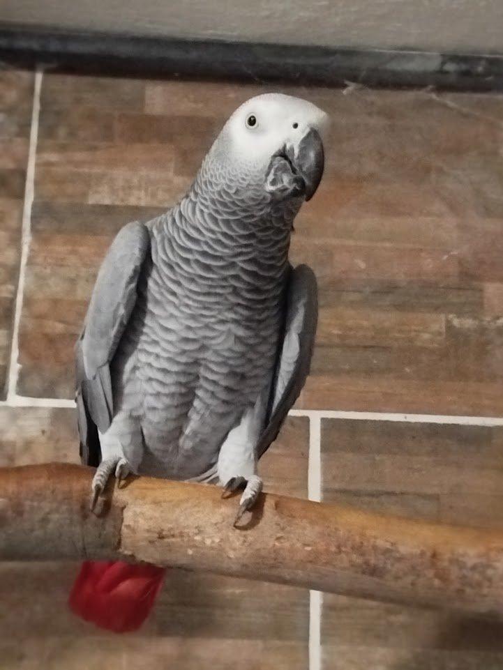 Prodám  žako kongo