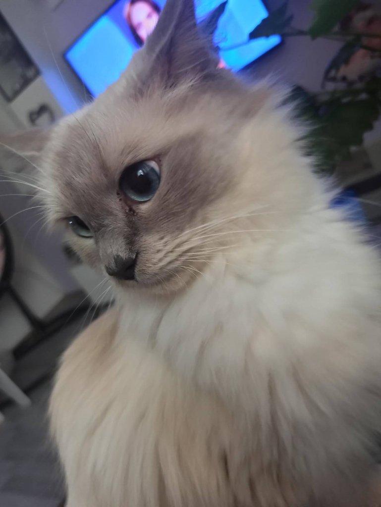 koťátko Ragdoll