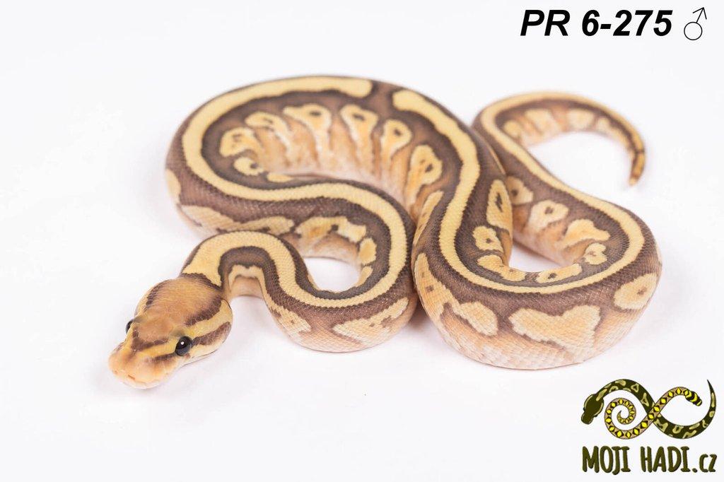 Krajta královská - Python regius