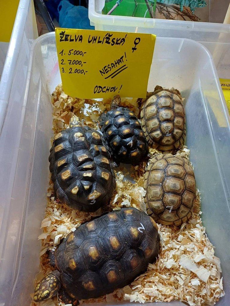 Želva ostruhatá různé velikosti samec i samičky.