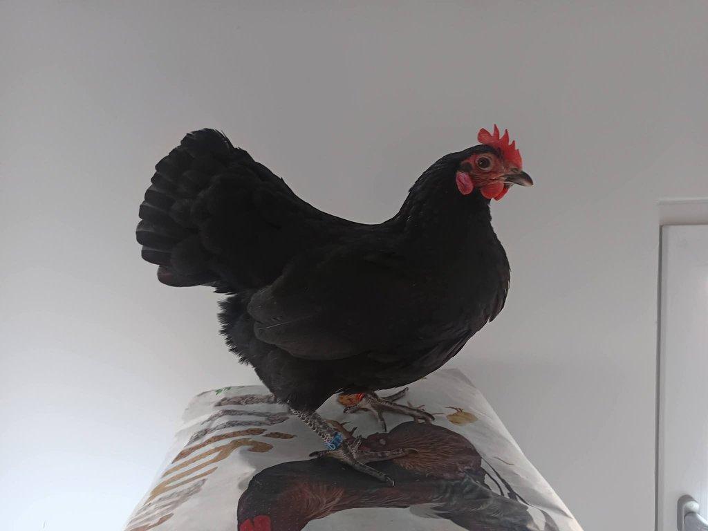 Násadová vejce zdrobnělé Australky černé a modré s lemy