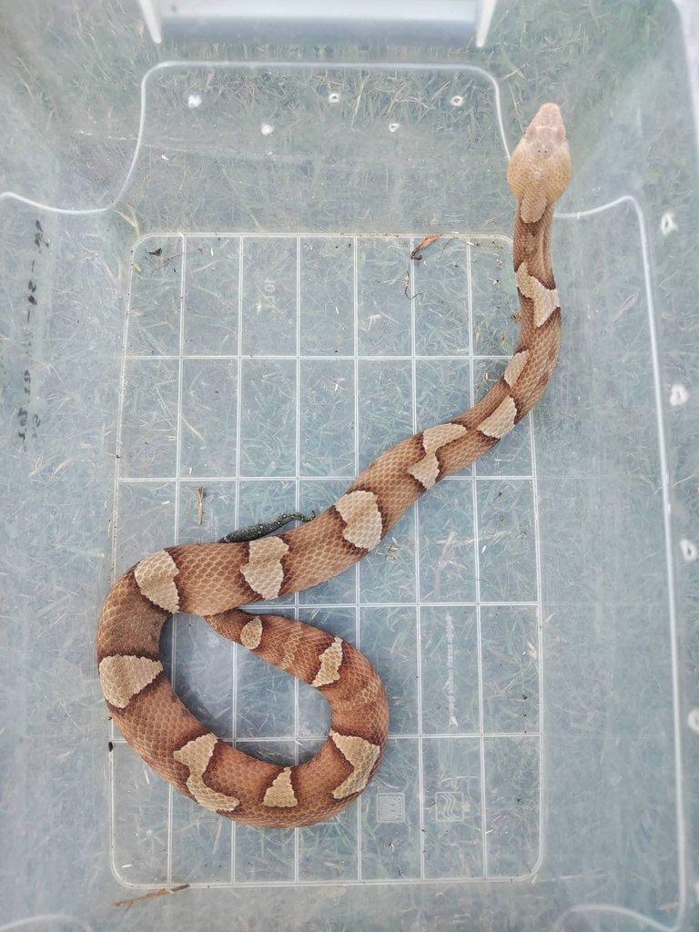 Agkistrodon c. laticinctus 1.0 /23