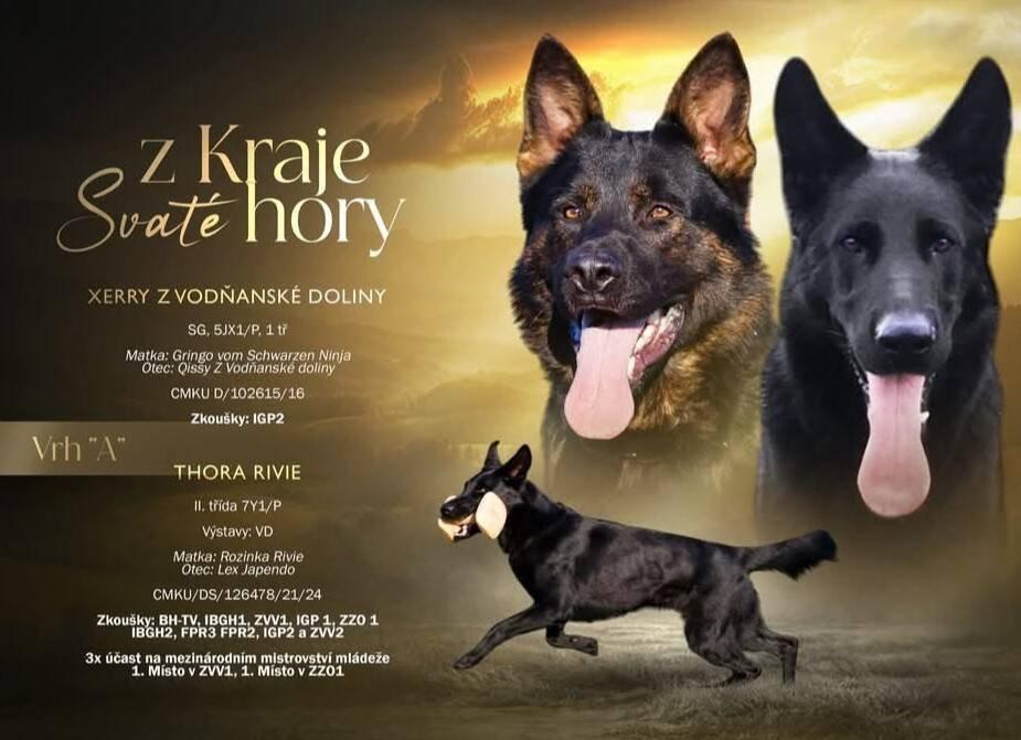 Německý ovčák- štěňata s PP