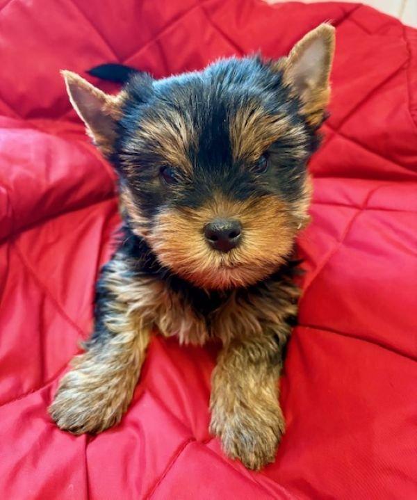 Jorkšírek stěně fenka s PP FCI k odběru ihned