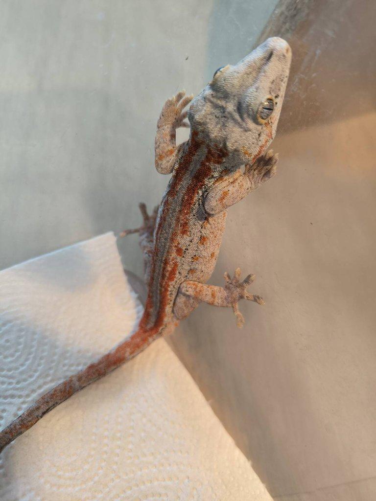 Rhacodactylus auriculatus